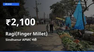 रिकॉर्ड गिरावट नहीं, लेकिन 30 दिन का न्यूनतम! Sindhanur APMC में रागी के दाम फिसले