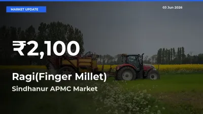 Ragi(Finger Millet) Hits 30-Day Low in Sindhanur APMC