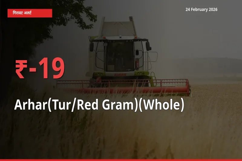 Arhar(Tur/Red Gram)(Whole) के दाम प्रमुख मंडी में 19.35% गिरे, 24 घंटे में बड़ा बदलाव
