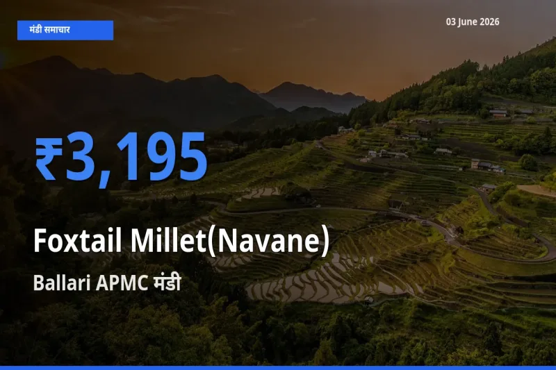 Ballari APMC में कांगनी (काकुन) का आज सबसे ऊँचा भाव