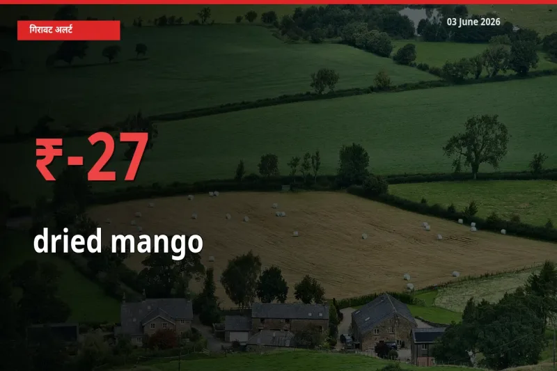 सूखा आम 27.04% गिरा, मंडी