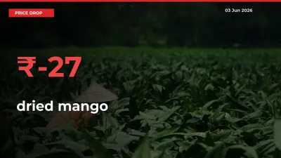 This Mandi Records 27.04% Fall in dried mango Prices