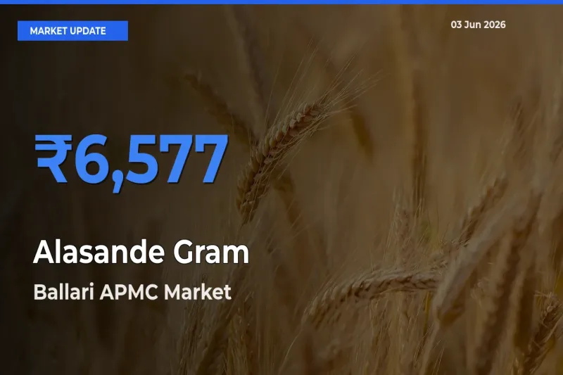 Ballari APMC Tops Alasande Gram Mandi Rates Today