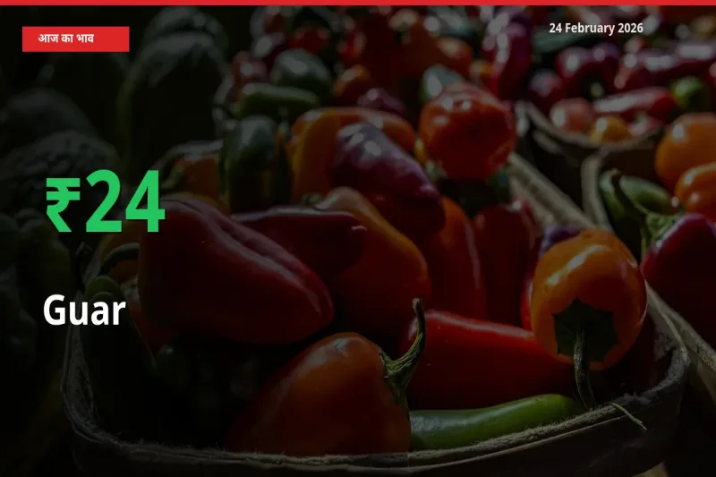 बाज़ार संकेत: Guar के भाव मंडी में 24.07% ऊपर