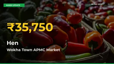 Big Jump in Hen Prices! Wokha Town APMC Records New Peak Today