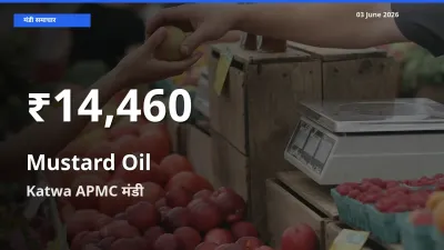 किसानों के लिए चिंता का विषय? सरसों का तेल के दाम Katwa APMC में 30 दिन के न्यूनतम स्तर पर