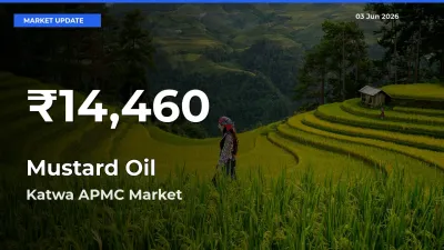 Big Drop! Mustard Oil Slides to 30-Day Low at Katwa APMC