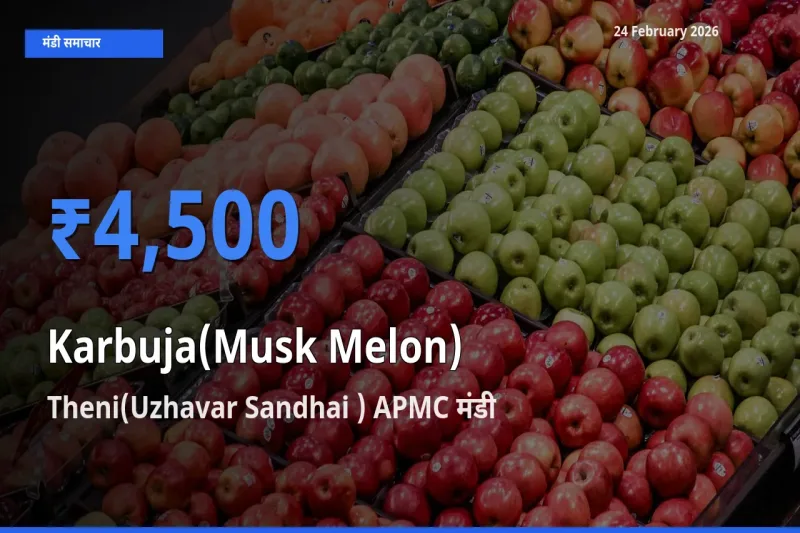 बाज़ार संकेत: Theni(Uzhavar Sandhai ) APMC बना Karbuja(Musk Melon) के लिए आज की टॉप मंडी