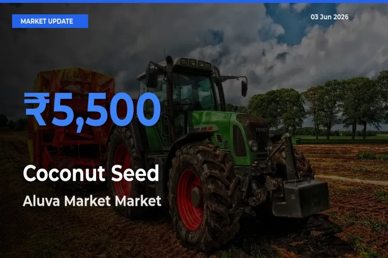 Farmers Prefer Aluva Market as Coconut Seed Hits Highest Rate