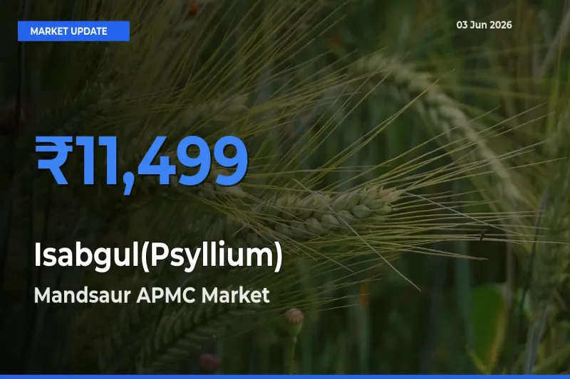 Mandsaur APMC Tops Isabgul(Psyllium) Rates – June 03 Market Update