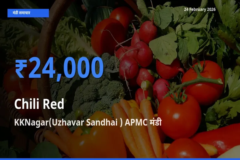 टॉप मंडी बना KKNagar(Uzhavar Sandhai ) APMC! Chili Red के सबसे ऊँचे दाम यहीं दर्ज