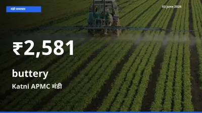 रिकॉर्ड गिरावट नहीं, लेकिन 30 दिन का न्यूनतम! Katni APMC में कोमलता से के दाम फिसले