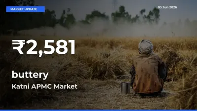 buttery Falls to ₹2,581 in Katni APMC – 30-Day Lowest Rate