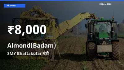 आज का मंडी भाव: SMY Bhattakufar में बादाम 30 दिन के सबसे कम स्तर पर
