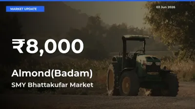 Almond(Badam) Hits 30-Day Low in SMY Bhattakufar