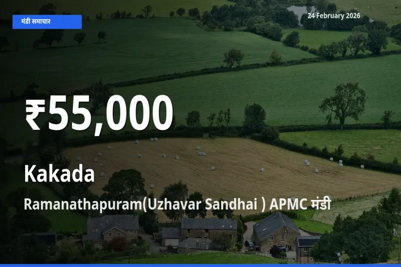 किसानों के लिए चिंता का विषय? Kakada के दाम Ramanathapuram(Uzhavar Sandhai ) APMC में 30 दिन के न्यूनतम स्तर पर