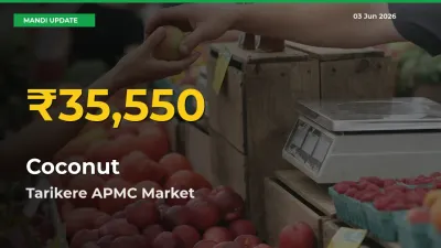Tarikere APMC Leads as Coconut Hits Highest Rate – June 03 Update