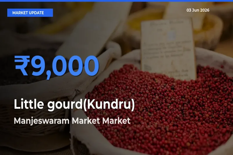 Farmers Prefer Manjeswaram Market as Little gourd(Kundru) Hits Highest Rate