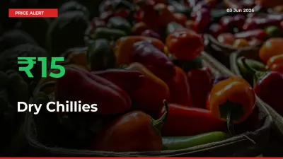 Sudden 15.17% Rally in Dry Chillies Prices Across Mandis