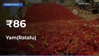 Multi-Mandi Trend Emerges as Yam(Ratalu) Prices Shift Across Key Markets