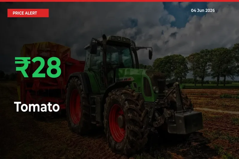 Tomato Rises 27.86% at Mandis