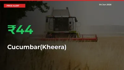 Cucumbar(Kheera) Rises 43.94% at Mandis