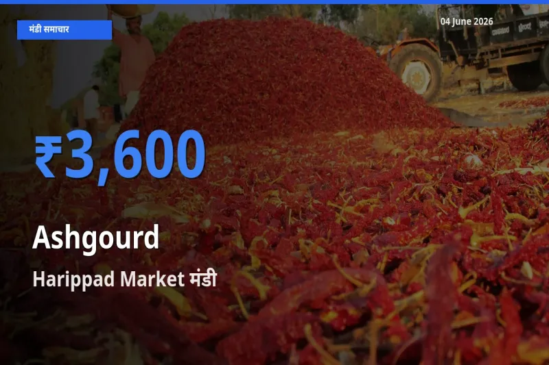आज पेठा कद्दू के सबसे ज़्यादा दाम Harippad Market मंडी में दर्ज