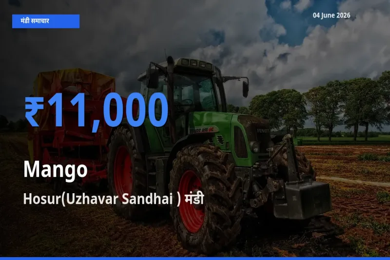 आज का मंडी भाव: आम के सबसे ज़्यादा दाम Hosur(Uzhavar Sandhai ) में