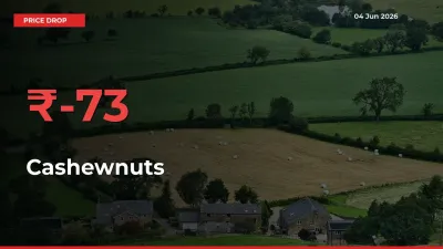 Cashewnuts Prices Drop 73.01% in 24 Hours at Major Mandis