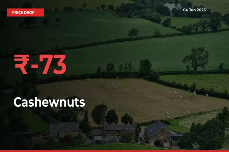 Cashewnuts Prices Drop 73.01% in 24 Hours at Major Mandis