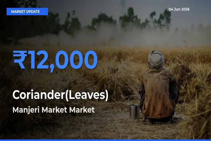 Manjeri Market Tops Coriander(Leaves) Mandi Rates Today