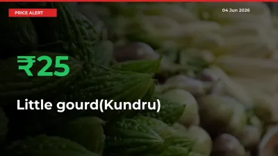 Big Rally! Little gourd(Kundru) Climbs 25.39% in 24 Hours at Top Mandis