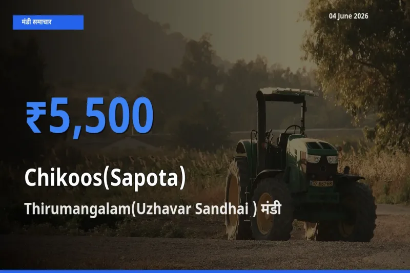 Thirumangalam(Uzhavar Sandhai ) में चीकू का आज सबसे ऊँचा भाव