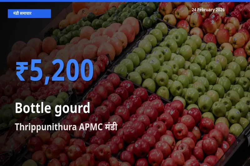 बाज़ार संकेत: Thrippunithura APMC बना Bottle gourd के लिए आज की टॉप मंडी