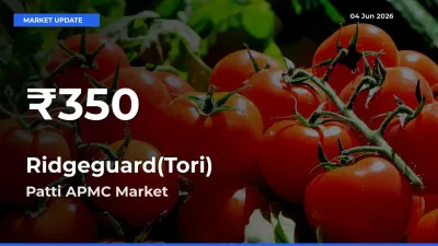 Farmers Concerned as Ridgeguard(Tori) Hits 30-Day Low in Patti APMC