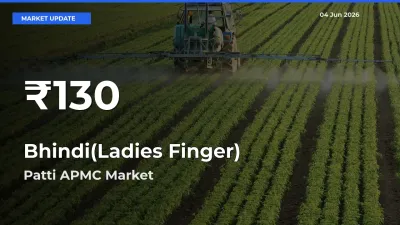 Sharp Fall! Bhindi(Ladies Finger) Prices Drop to 30-Day Low in Patti APMC