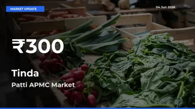 Big Drop! Tinda Slides to 30-Day Low at Patti APMC