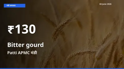 तेज़ गिरावट! Patti APMC में करेला के दाम 30 दिन के निचले स्तर पर