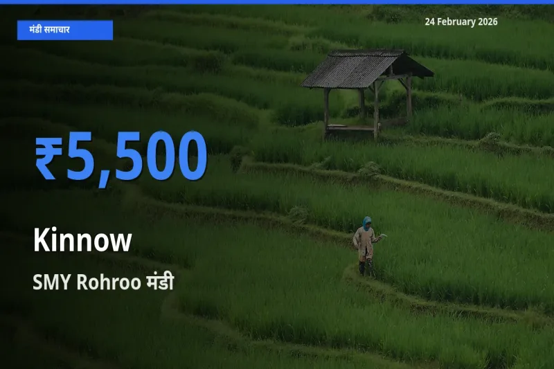 SMY Rohroo में Kinnow का आज सबसे ऊँचा भाव