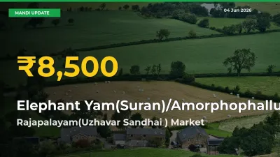 Big Jump in Elephant Yam(Suran)/Amorphophallus Prices! Rajapalayam(Uzhavar Sandhai ) Records New Peak Today