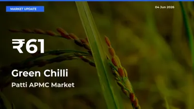 Farmers Concerned as Green Chilli Hits 30-Day Low in Patti APMC