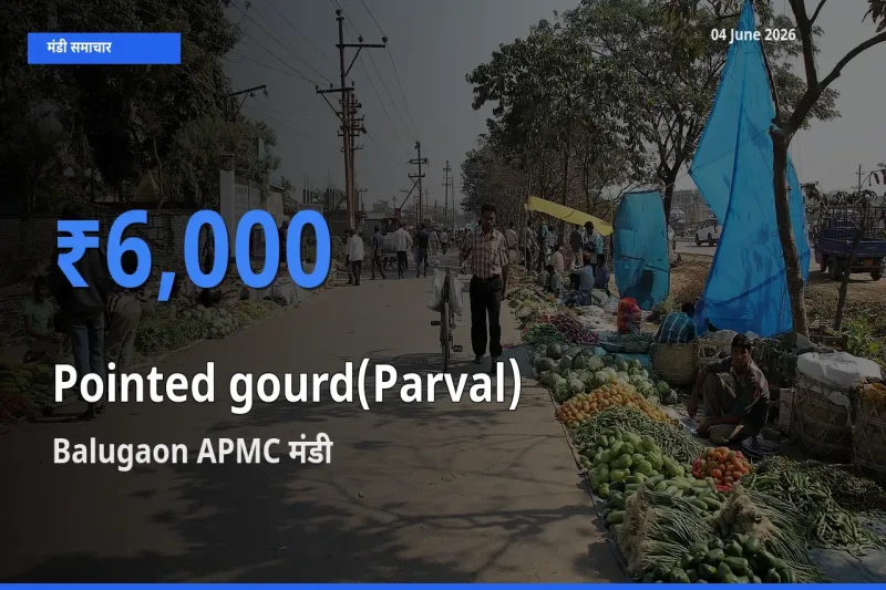 आज परवल के सबसे ज़्यादा दाम Balugaon APMC मंडी में दर्ज