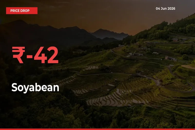 42.41% Drop in Soyabean Prices – Mandi Sees Sudden Fall