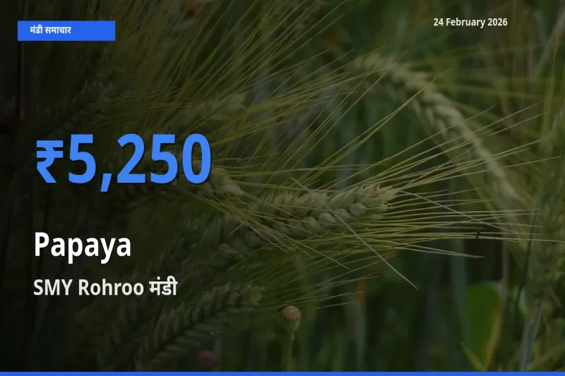SMY Rohroo मंडी में Papaya ₹5,250 पर पहुँचा – आज का सर्वोच्च भाव