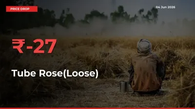 This Mandi Records 27.25% Fall in Tube Rose(Loose) Prices