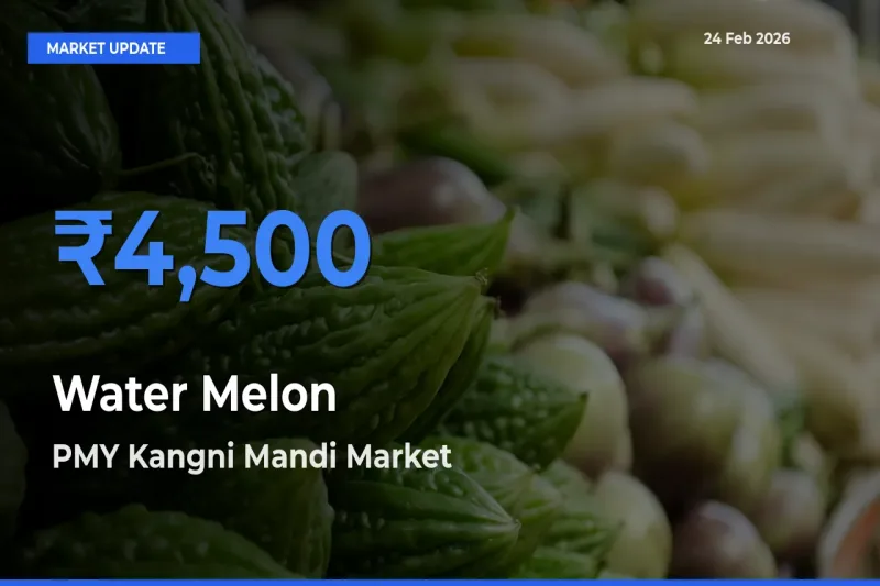 PMY Kangni Mandi Leads as Top Mandi for Water Melon Prices