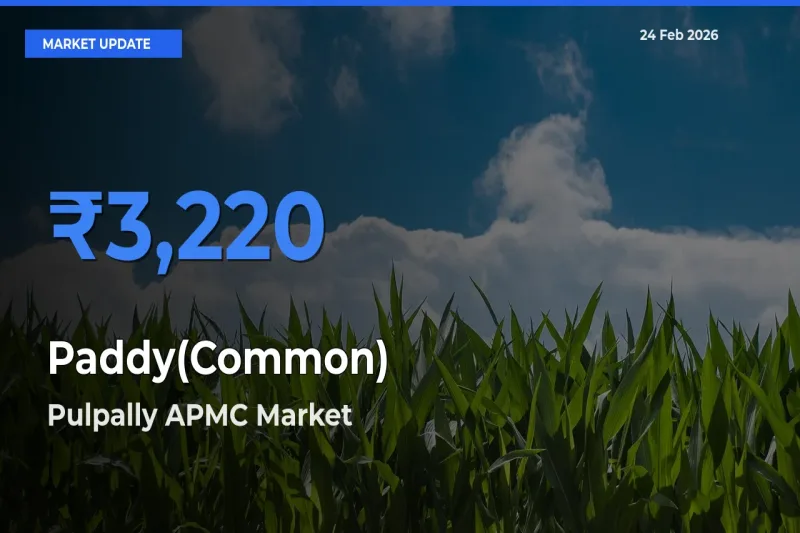 Pulpally APMC Leads as Top Mandi for Paddy(Common) Prices