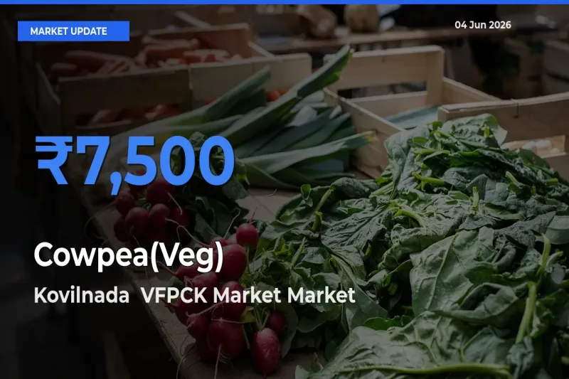 Kovilnada  VFPCK Market Offers ₹7,500 – Highest Cowpea(Veg) Rate Today