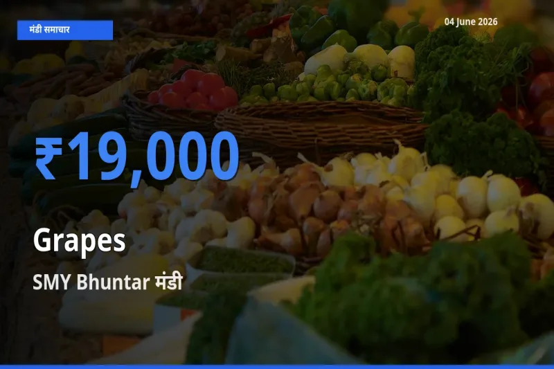 SMY Bhuntar मंडी में अंगूर ₹19,000 पर पहुँचा – आज का सर्वोच्च भाव