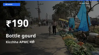 लौकी के दामों में गिरावट, Kicchha APMC में 30 दिन का न्यूनतम भाव
